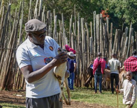 Dr Mandieka carefully observes a goat.
