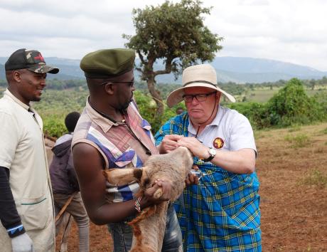 Dr Rick Miller and Dr Jadiel Muiru administering medicine on a donkey.