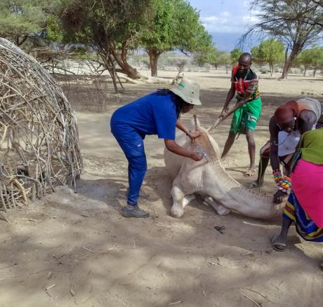 A veterinary doctor administeres medicine to a camel