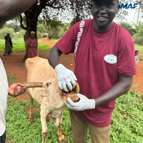 Animals being treated